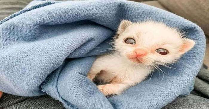  Kind and caring people saved this wonderful cute kitten and gave the baby a second life