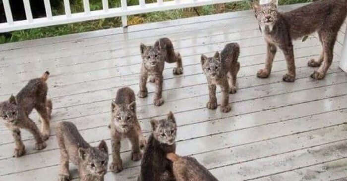  The man was surprised to see this scene, a crowd of lynxes gathered on his balcony