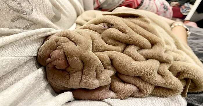  This dog looks like a crumpled blanket, but it’s actually one of those cute and fluffy dogs
