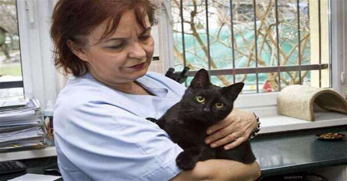  Animals are almost always kind and caring: this wonderful kind cat wants to help everyone