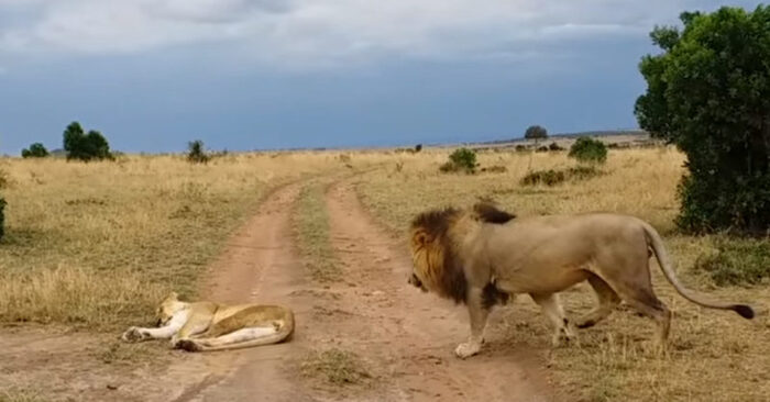  The animal world is interesting: a lion bit a lioness, what happened immediately after that was a surprise