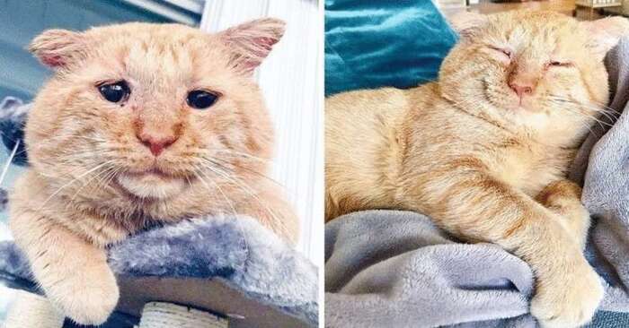  Kind people do not leave animals alone: thanks to a caring woman, this poor cat no longer needs to bag for food