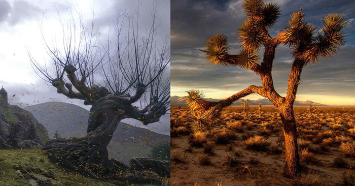  Trees or silent “stars” that have become legends due to art