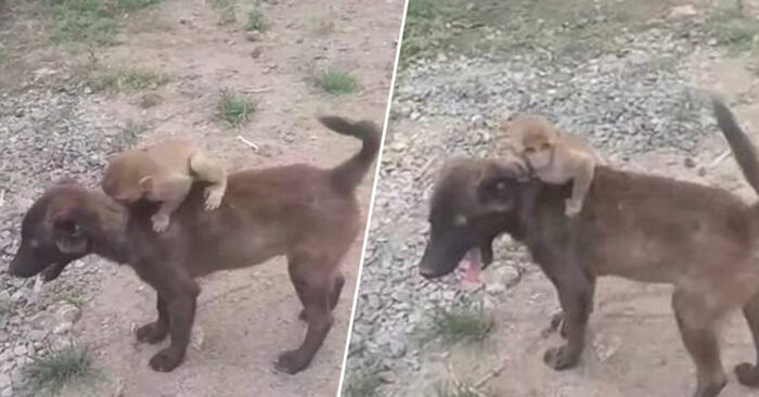  Animal care knows no bounds: this dog went to the police, taking with her a monkey who needed help