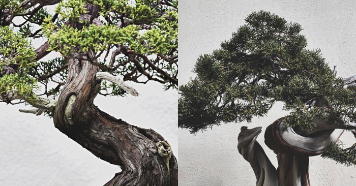  Frozen beauty. Gorgeous photos of bonsai trees