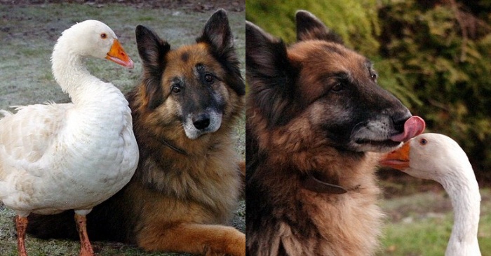  A wonderful company: a goose became friends with a German shepherd and thus saved the dog from euthanasia