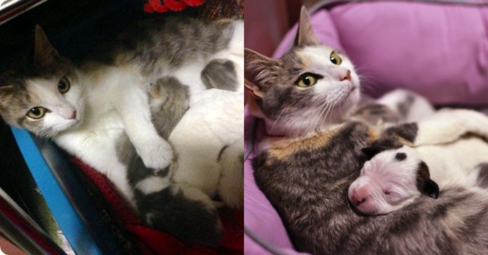  This caring and kind cat adopted a small pit bull and began to take care of the dog as her kitten