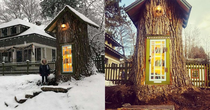  A woman made a small library out of a 110-year-old dry tree!
