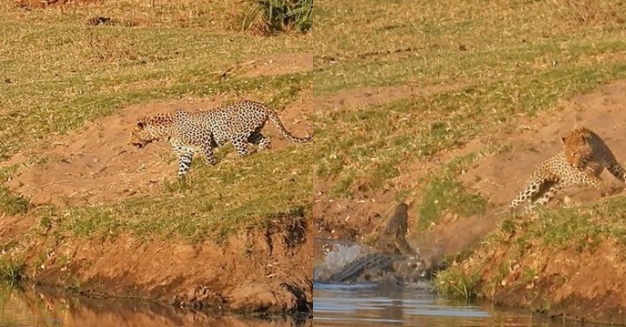  The cunning leopard decided to steal food from the crocodile, but the giant animal did not want to share its prey