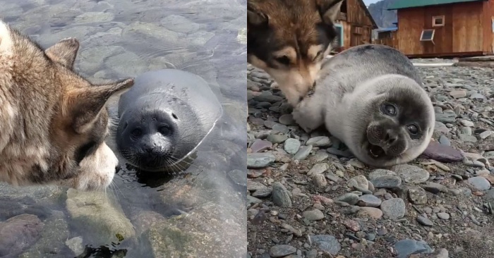  An interesting story: this dog thought that the lonely seal was her baby and did not want to part with him in any way