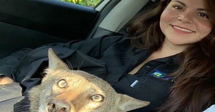  Unexpected story: this woman saved the life of an animal, thinking it was a dog, but it turned out to be a wild coyote