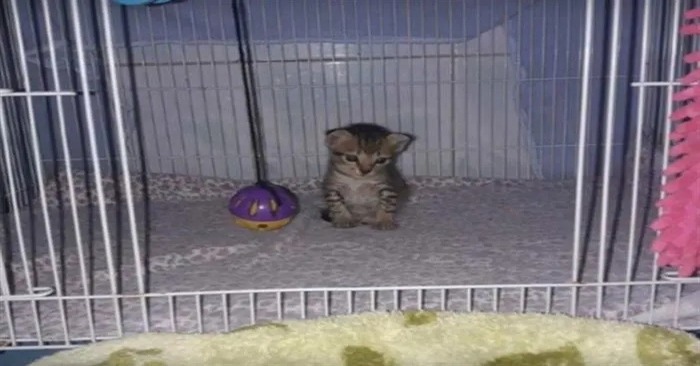  This poor lonely kitten lived on the street and hoped that one day he would meet kind and caring people