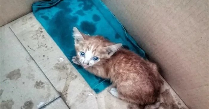  What a wonderful story: during the walk the dog found a little kitten which needed help