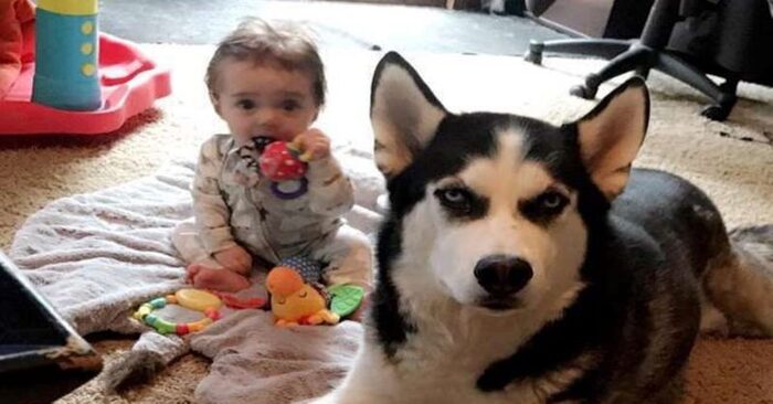  Very cute scene: this little 2 year old boy was very attached to his beloved husky and taught him the language