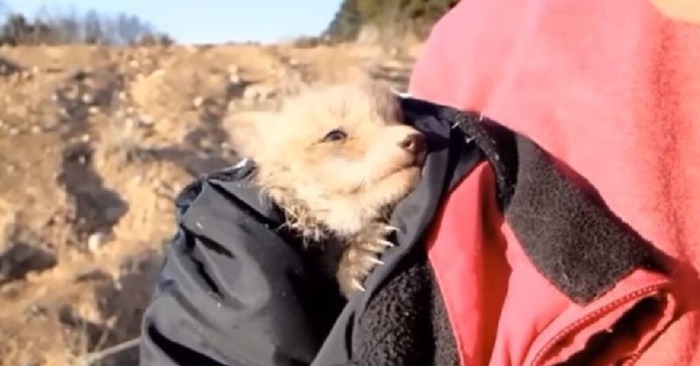  This poor wounded fox asked people for help, his act turned out to be fatal for him