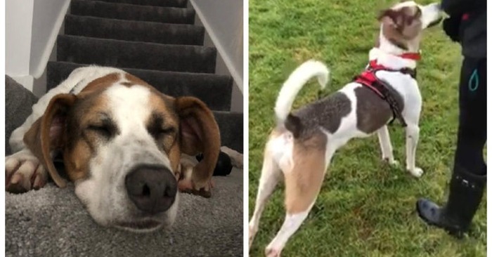  This dog was found in the grass about a year ago, since then he has surprisingly changed