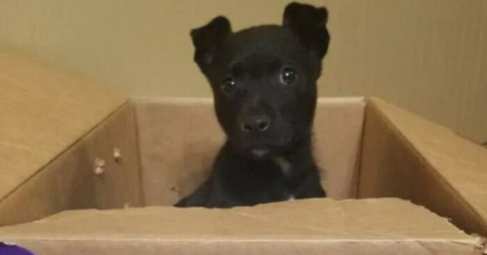  This wonderful little black dog was left alone at school in a box in which there was a note