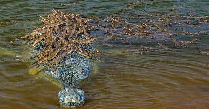  What a beautiful sight: this crocodile father carried about 100 babies on his back, which attracted Internet users