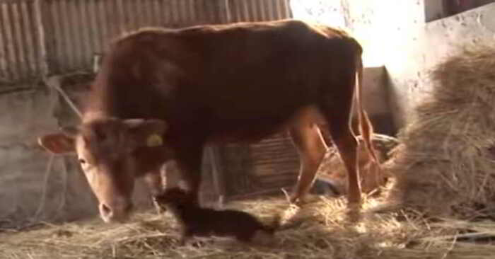  What an impressive bond: this puppy and cow are great friends and cannot live without each other