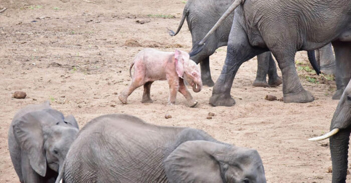  Here’s what a wonderful albino baby elephant: a tourist managed to capture a unique scene