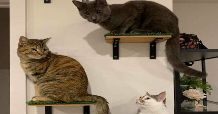  This kind family adopted abandoned cats until they found a caring family