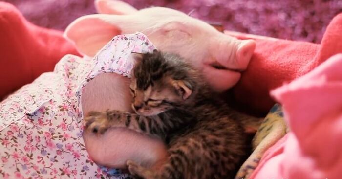  Special closeness: the kitten did not want to spend a day without his beloved piglet friend