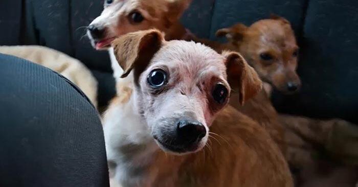  Kind volunteers managed to save the lives of 11 dogs that were in a very serious condition