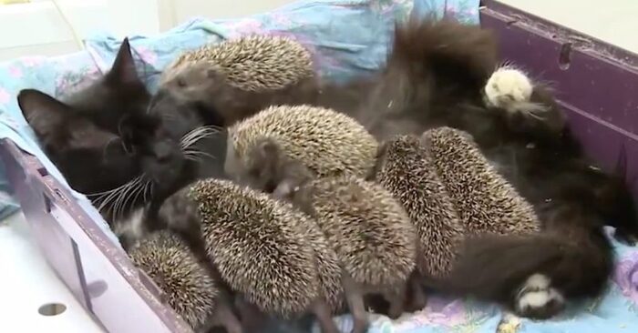  Sometimes the incredible happens in the animal world: this cat adopted little hedgehogs