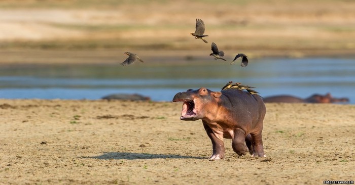  Funny scene: this little hippo started calling for help when the birds sat on its back and didn’t want to fly away