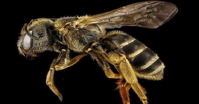  It may seem incredible, but bees are considered the most important insects in the world