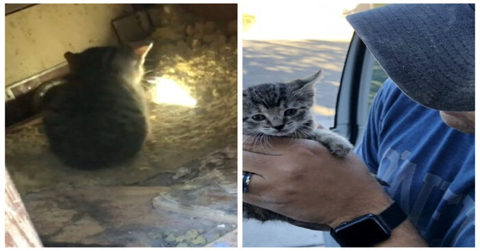  A kind couple managed to save 8 kittens, but one more needed help, it was difficult to save him, but they succeeded