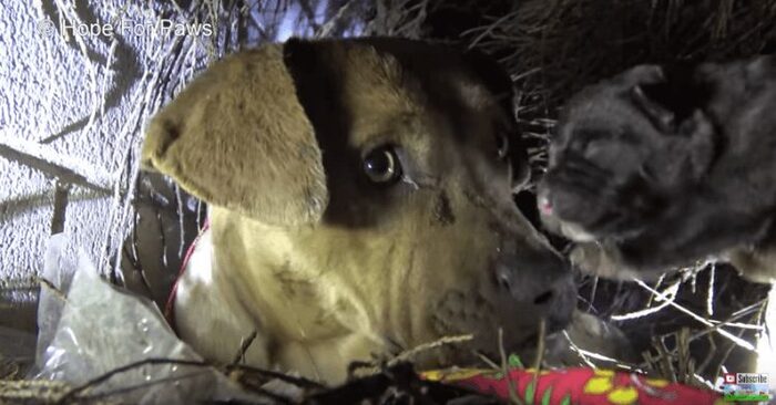  This kind and caring dog accompanied her puppies from the bushes and began to trust people