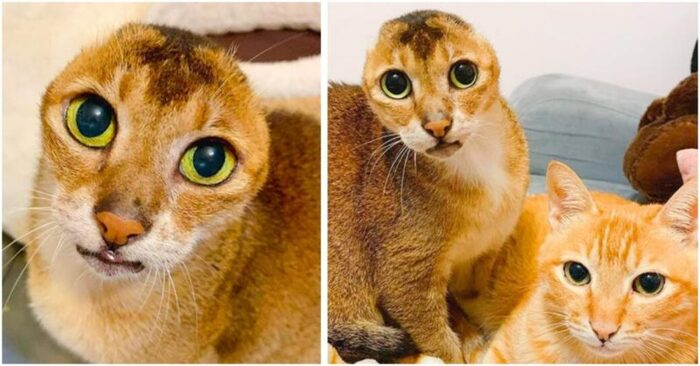  Animals with problems should never be ignored: this earless cat now has a good family and wonderful friends