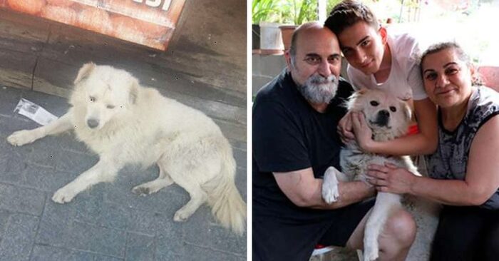  Unexpected story: this family suddenly found their dog in another city, they did not even imagine it