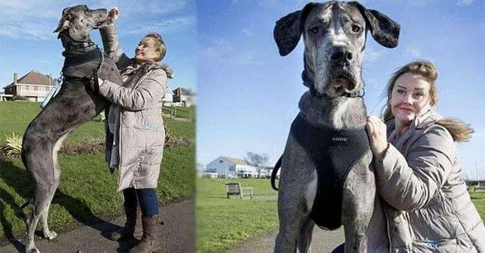  Giant dog: this four-legged dog is considered the largest dog in the world, he is even taller than his owner