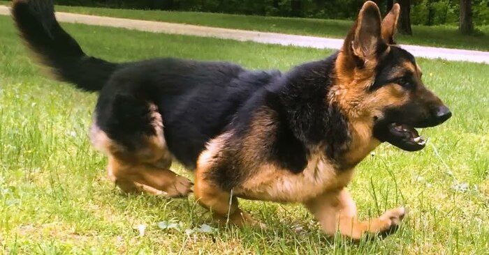  This German Shepherd was born a dwarf, but he encouraged others with his unique energy and enthusiasm