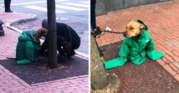  This kind and caring girl covered the trembling dog with her jacket so that he would not freeze