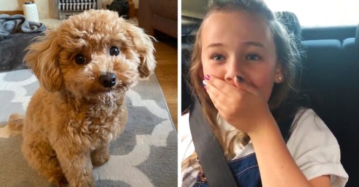  Touching scene: this little girl was carrying a puppy for her friends, but it turned out to be a gift for herself