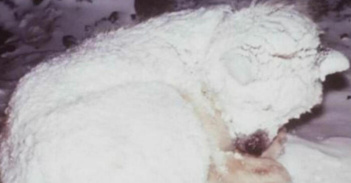  When people rescued a frozen dog, they were surprised to see what the dog cared under her