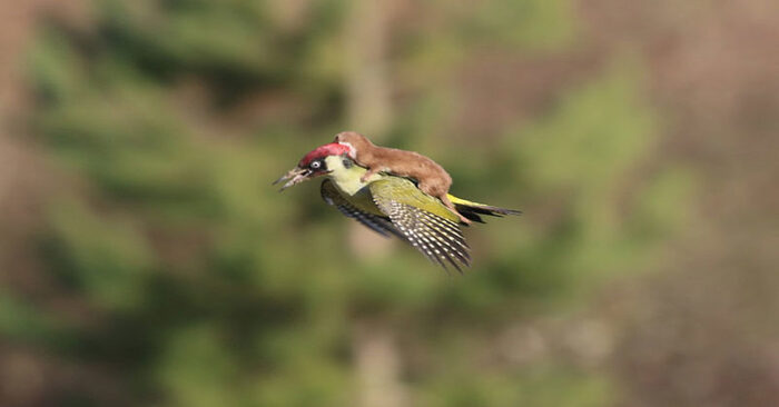  A very special funny sight: this patient woodpecker flew with a little weasel on his back