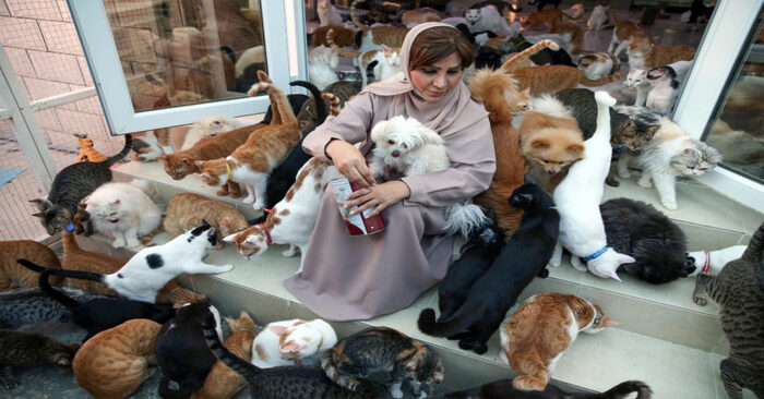  Everyone finds their own way to be happy: this woman needed 480 cats, 12 dogs and money to take care of them