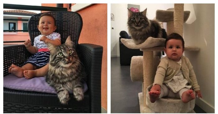  This giant lonely street cat has become a real nanny and big brother for a little girl