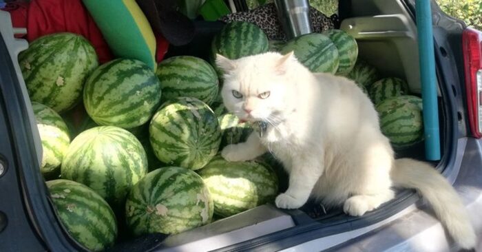  This cat is a real watchman: in Thailand there is a cat who turned out to be a real watchman of watermelons
