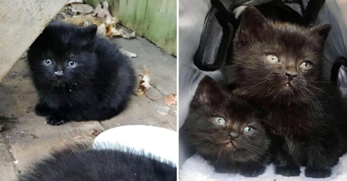  A commendable act of a woman, she saved small lonely cats abandoned on the street