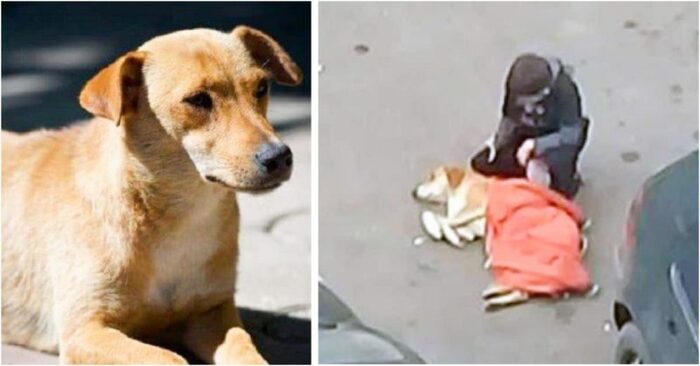  A touching story: people were simply amazed and touched when they saw how a little boy covered a dog with his jacket
