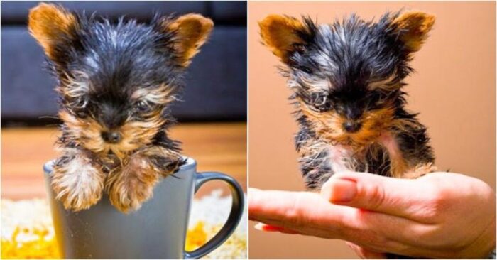  This wonderful and unique dog Macy is fighting for the title of the smallest terrier in the world