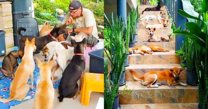  This wonderful caring couple decided to get 15 dogs, and became a real savior for these animals