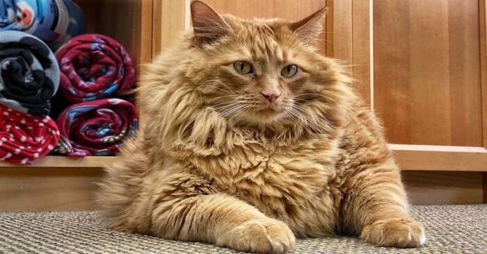  Bazooka is a very fat giant cat: the animal weighs 16 kilograms and is 5 years old