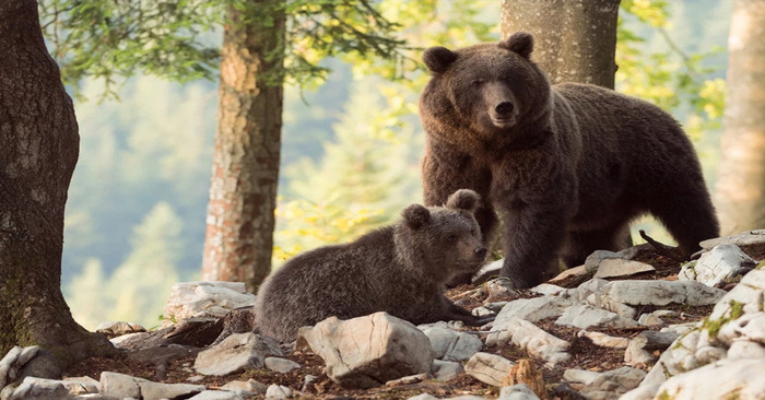  Maternal instinct: this mother bear asked the girl to help pull a splinter out of her cub’s paw