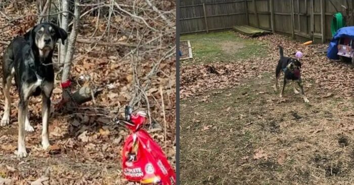  A note hung around the neck of a dog tied to a tree: fortunately the dog was found and saved